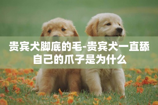 贵宾犬脚底的毛-贵宾犬一直舔自己的爪子是为什么